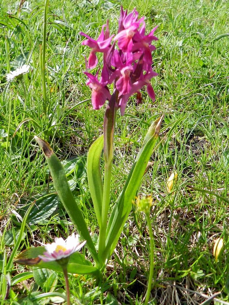 Dactylorhiza sambucina